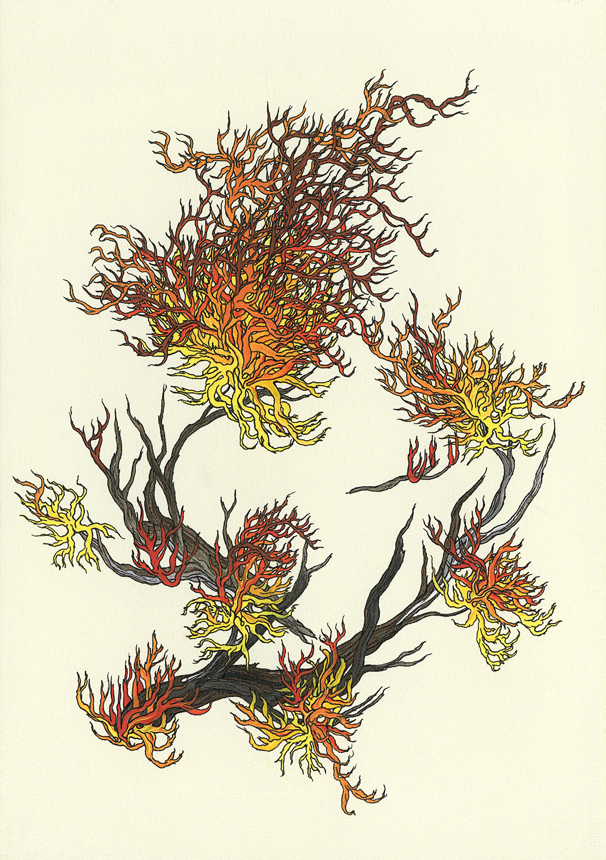 lichen-flamme-2
